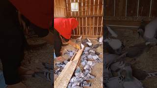 Pigeons feeding in loft pigeon birds pigeonsloft duckfeed nature [upl. by Adroj]