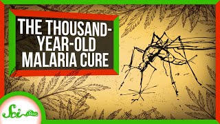 How an Ancient Remedy Became a Modern Cure for Malaria [upl. by Delmar]