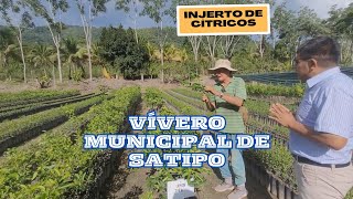 Vivero municipal de la provincia de Satipo Parte 2  Injerto de plantas [upl. by Kier]