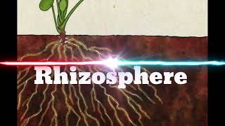 Rhizosphere [upl. by Imaon]