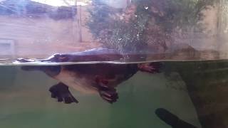 Platypus Ornithorhynchus anatinus Diving in tank [upl. by Hugibert]