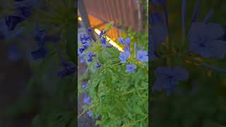 Sidewalk Blooms Plumbago auriculata the Cape leadwort [upl. by Ahsinauq]