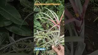 Tillandsia Schatzlii Blooming airplant airplantcare garden [upl. by Onfroi]