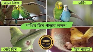 বাজরিগার পাখির ডিম পাড়ার লক্ষণ । Budgerigar pakhir dim parar lokkhon [upl. by Akemrej625]