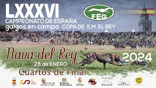 Tercera Jornada  Cuartos de Final LXXXVI Campeonato de España Galgos en Campo COPA DE SM EL REY [upl. by Lauzon]