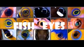 FACTS ABOUT FISH EYES [upl. by Goodspeed469]