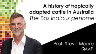 BOS INDICUS GENOME a history of tropically adapted cattle in Australia [upl. by Lorola]