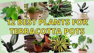 12 Best Plants for Terracotta Pots to Decorate Your Lovely Home 👌 [upl. by Flemings]