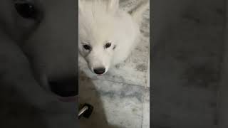 White siberian baby husky barking and getting irritated [upl. by Zacarias]