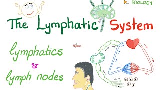 The Lymphatic System  Lymphatics and Lymph Nodes  Immunology  Biology [upl. by Lishe937]