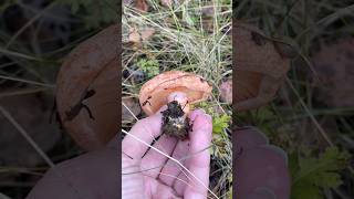 lactariusdeliciosus saffronmilkcaps lactarius foraginguk foraging nature forest mushrooms [upl. by Eivod]