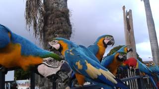 Guacamayas en Ccs [upl. by O'Kelly337]