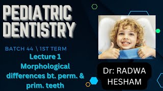 Morphological difference between primary and permanent teeth [upl. by Jenei432]