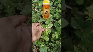 Lihocin plant growth regulator 🌱 trendingshorts agriculture youtubeshorts shortsfeed farming [upl. by Akimahs421]