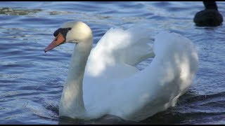 🦢 Swan Sound 2013 by ani male 🦢 [upl. by Malha]