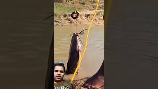 New tarp hook fishing video 🎣 big cat fish raazfishing fish fishing fishingmethods shorts [upl. by Euqinemod]