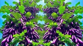 Easy to grow eggplant with new techniques Eggplant tree how to grow [upl. by Ladd]