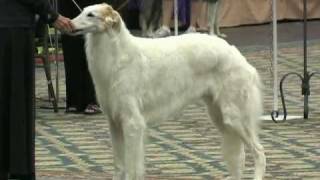 The 2010 Borzoi National Specialty [upl. by Leorsiy]