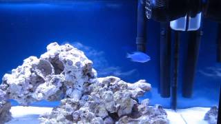 10 Gallon Saltwater Tank Day 2 Cycling Begins [upl. by Aicenat45]