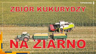 🌽 Pierwsze zbiory kukurydzy na ziarno 2024  Nicolo amp Baron  Top Nasiona [upl. by Sutit948]