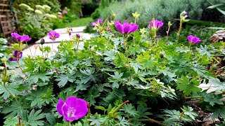 庭园花卉－ Hardy geranium Cranesbill 老鹤草 [upl. by Adolpho536]