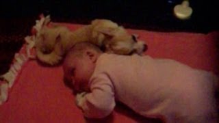 Dog Cuddling With Baby [upl. by Noy722]