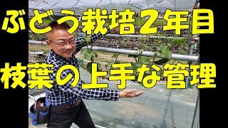 葡萄の育て方【2年目樹の上手な育て方 No2】2年目樹を上手に育て、収穫も行うノウハウを分かり易く解説。シャインマスカット・ナガノパープル、他品種応用可能。人生100年時代を葡萄農家で頑張！ [upl. by Ahtimat]