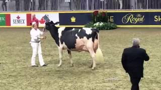 2016 Royal Winter Fair amp Canadian National Holstein Show Intermediate Champion [upl. by Lynnell]