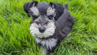 Trained Miniature Schnauzer puppy  SO CUTE [upl. by Annor171]