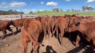 Blackmoor EU Shorthorn heifers [upl. by Jessalyn]