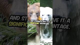 Grizzly Bear 🆚 Polar Bear ⚔️ Who Would Win shorts shortsfeed trendingshorts [upl. by Hecklau560]