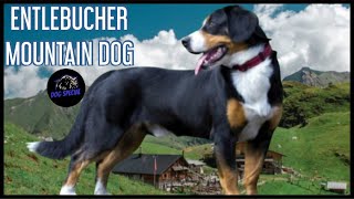 Entlebucher Sennenhund [upl. by Rese947]