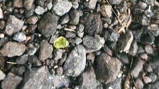 Hawaiis Kilauea volcano starts raining green gems [upl. by Ordep]