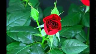 Blooming Red Rose Timelapse [upl. by Zumwalt811]