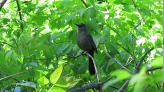 Grey Catbird [upl. by Dane]