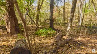 Autumn Hike in Inwood Hill Park [upl. by Greff951]