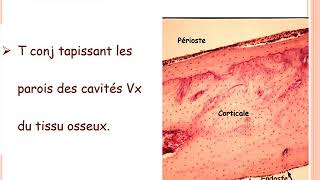 Tissus osseux partie 2 Réalisé par Dr Aggoun S [upl. by Ahsinor323]