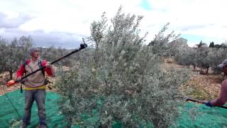 La récolte des olives au Domaine de la Magnanerie en Ardèche [upl. by Hsakaa455]