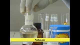 Bials Test  Qualitative Test in Carbohydrates [upl. by Alakam959]