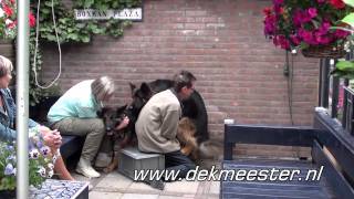 Professionele Honden Dekking  wwwdekmeesternl [upl. by Yotal]