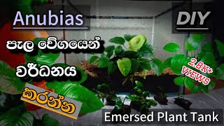 Anubias පැල ඉක්මනින් හා ඝන ලෙස වර්ධනය කරන කුඩා උපක්‍රමයAnubias care  Theaquatales [upl. by Mosa461]