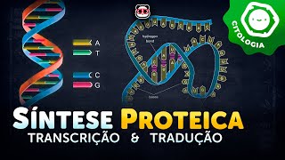 duplicação transcrição e sintese de proteínas [upl. by Ahtnahc]