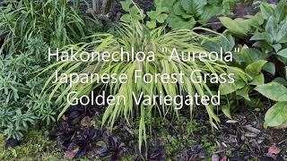 Hakonechloa quotAureolaquot Japanese Forest Grass  September 10 2020 [upl. by Aicatsan221]