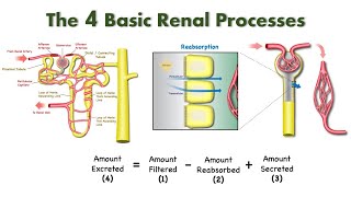 Nephron Function [upl. by Ida]