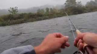 FALL FLY FISHING THE CATSKILLSBIG BROWNS [upl. by Ellenuahs832]