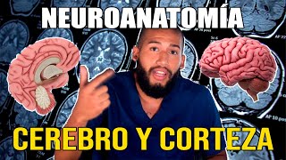 NEUROANATOMÍA  Hemisferios Cerebrales y Corteza Pt I Surcos Giros Áreas de Brodmann Lóbulos [upl. by Eey]