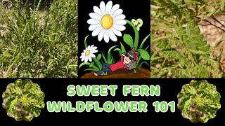 Sweet Fern  Comptonia peregrina  Wildflower 101  Episode 38 [upl. by Ilesara614]