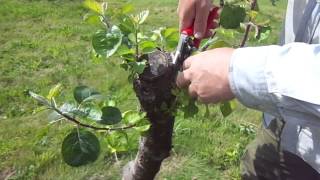 Working over apple trees result of brutal pruning [upl. by Melinda]