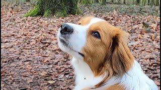 Kooikerhondje in slow motion [upl. by Lirrad751]