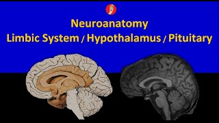 Neuroanatomy Limbic System Hypothalamus and Pituitary Axis [upl. by Osicnarf702]